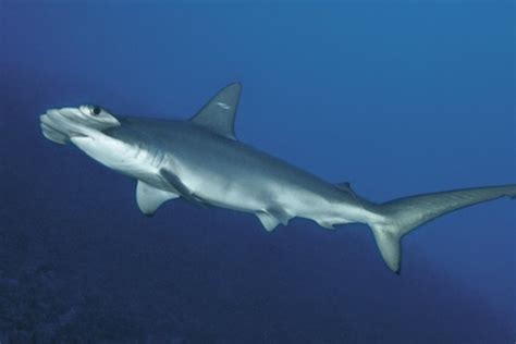New Hammerhead Shark Species Found Off South Carolina Nbc News