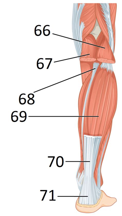 Muscles Of The Leg That Move The Foot And Toes 2 Diagram Quizlet
