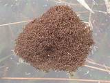 Size Of Fire Ants Pictures