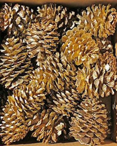 Gold Painted Pine Cones Gold Craft Pine Cones Ponderosa Etsy Pine