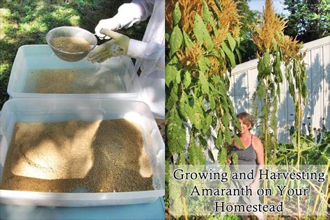 Growing And Harvesting Amaranth On Your Homestead