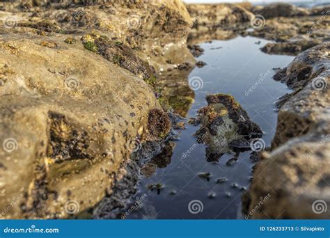 Oceanic Pools With Seaweed And Rocks And Marine Life Stock Image