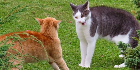What You Should Know About Cat Fights And Bites Karingal Vet Hospital