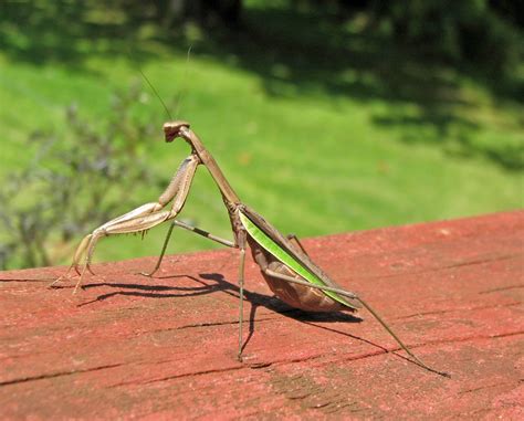 Große Chinesen Mantis Tenodera Sinensis Picture Insect