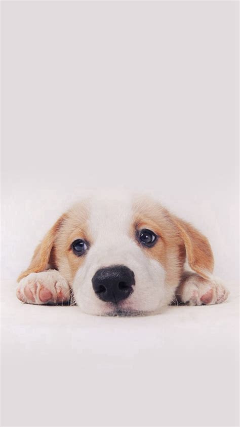 Cute Dogs Wallpaper ·① Wallpapertag