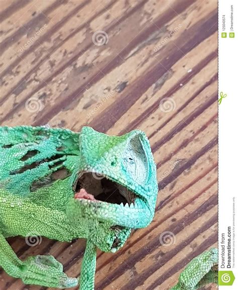 Stuffed Animal Of A Chameleon Stock Photo Image Of