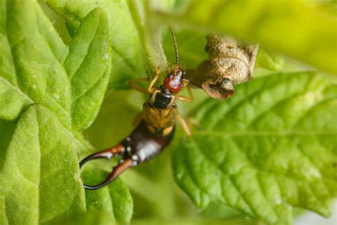 Ohrenkneifer heißen zoologisch ohrwürmer (forficula auricularia) werden aber im süddeutschen sprachraum auch ohrenzwicker genannt. Ohrenkneifer in der Wohnung: Das hilft wirklich - Plantura
