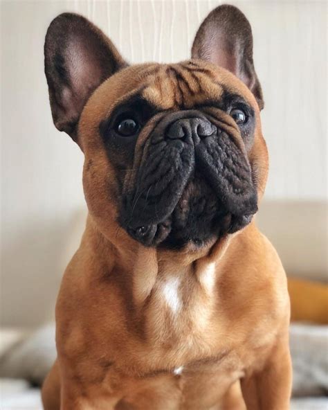 The cost of your french bull dog will depend on a multitude of factors such as colour the average life span of a french bulldog is 15 years and if you take good care of them they can be wonderful companions. All About Pug Dog Breed - Origin, Behavior, Trainability ...