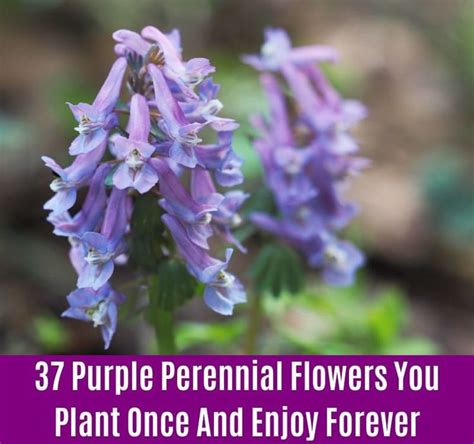 37 Purple Perennial Flowers You Plant Once And Enjoy Forever