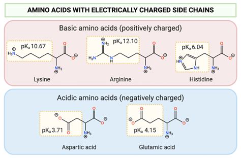 Acidic Amino Acids List