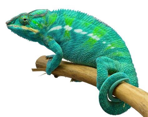 Nosy Be Panther Chameleon Colorado Reptiles