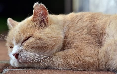 And the benefits of using cbd in veterinary treatments are becoming vastly apparent. What Are The Benefits Of CBD Oil For Cats?