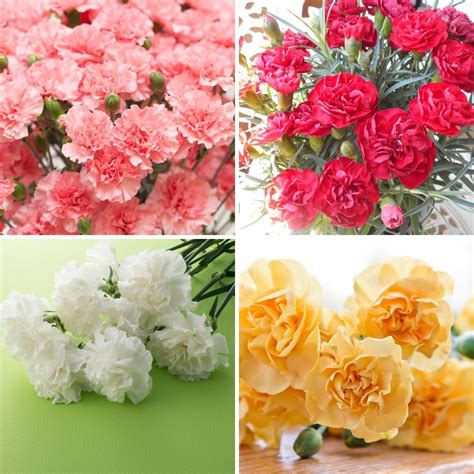 Carnation Dwarf Fragrance Mix Seeds The Seed Collection