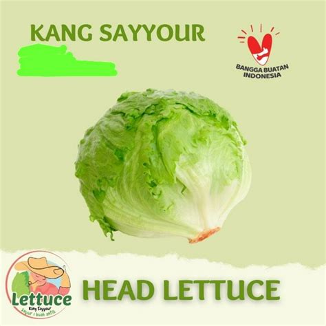 Lettuce Head Iceberg 1kg Selada Bokor 1 Kg Selada Kepala 1kg Untuk K