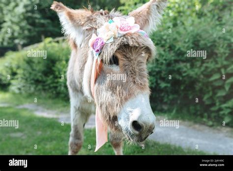 Gray Donkey In A Wreath Of Flowers On His Head On A Sunny Day In The