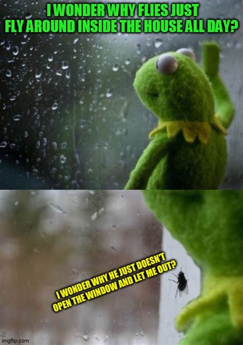 Kermit Meme Window Captions Trend Update