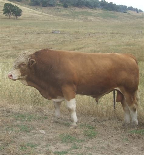 Pure Stud Fleckvieh Simmental Bulls Livestock Dairy Cattle
