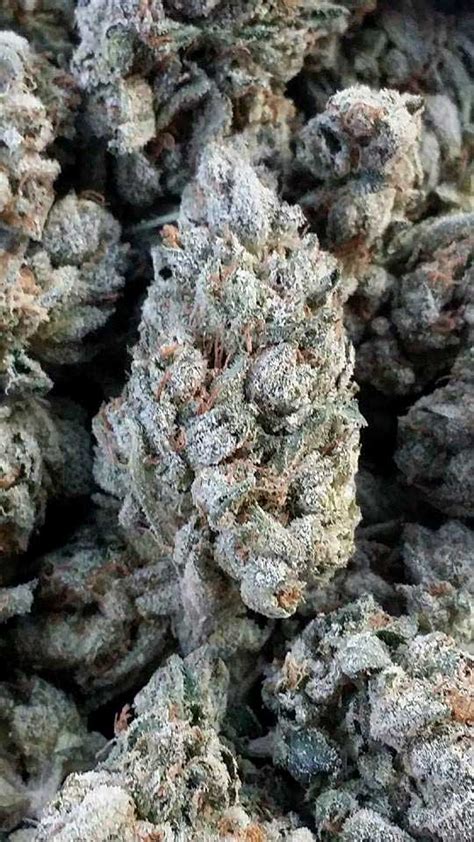 A male plant, compared to a female plant of the same strain, generally has a thicker stalk. Growing Medical Marijuana: "Medical" vs Non-Medical ...