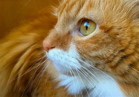 Close Up Orange And White Tabby Cat Stock Image Image Of