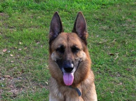 Purebred German Shepherd To Adopt Lifeline Dog Rescue