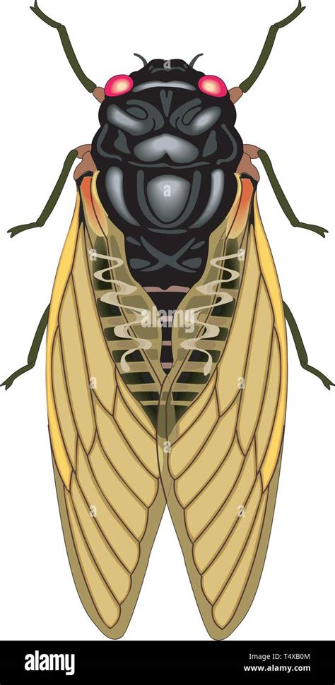Cicada Vector Vector Illustration Stock Vector Image And Art Alamy