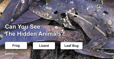 Can You See The Hidden Animals Trivia Quiz Quizzclub