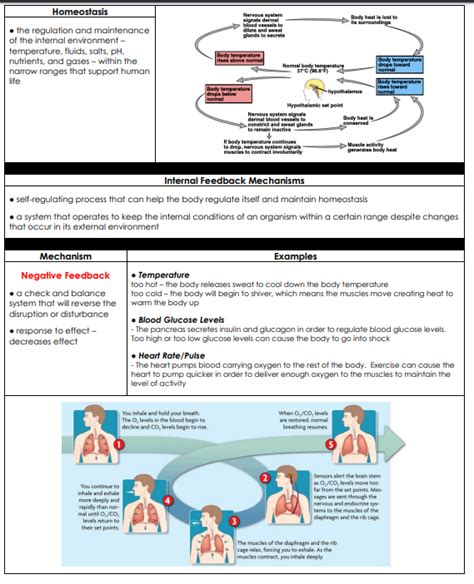 Alief isd biology staar eoc review reporting category 1: Body Systems - LPHS BIOLOGY STAAR REVIEW