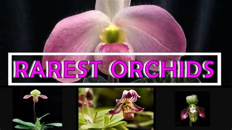 10 Rarest Orchids In The World Youtube
