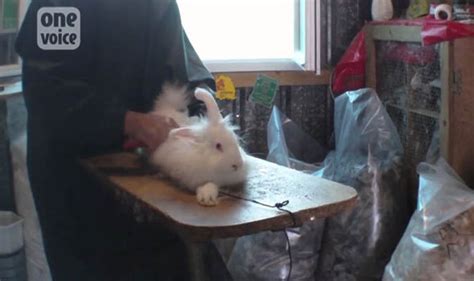 Watch Horror As Rabbits Fur Is Ripped Out While It Is Still Alive