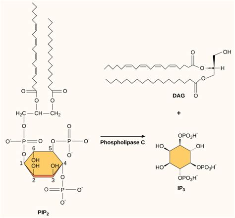 Propagation Of The Signal Biology For Majors I