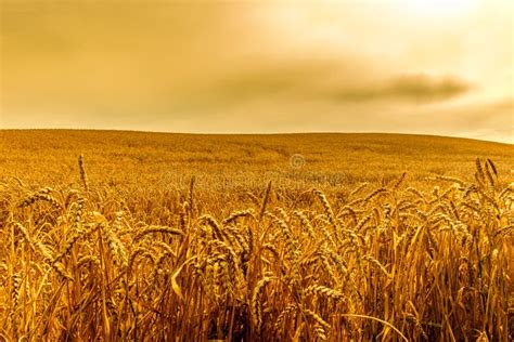 Champ De Blé Dans Un Jour Dété Fond Naturel Temps Ensoleillé Scène