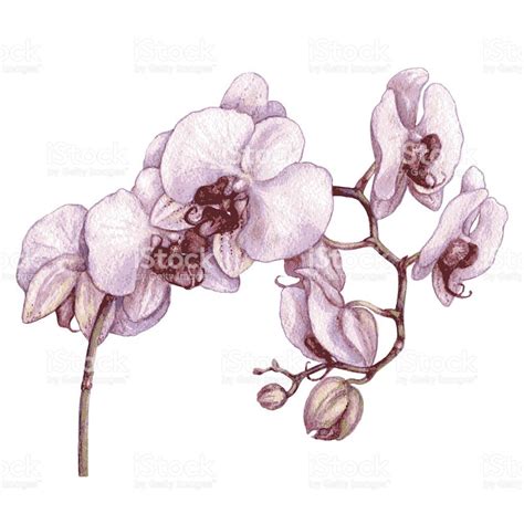 So one of my friends at work wants to get rid of a tatoo she has by incorporating it into a new one and she asked me to draw it for her. Orchid Tattoo Ideas image by Rhonda Lynne | Flower drawing, Orchid flower, Orchids