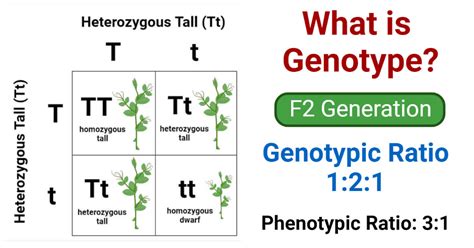 Genotype Definition Genes Alleles Genotyping Network