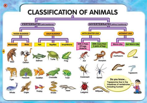 Two Classification Of Animals Vertebrates And Invertebrates