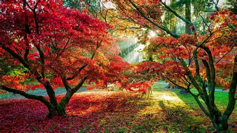 Colorful Leafed Trees With Sunbeam During Daytime Hd Nature Wallpapers