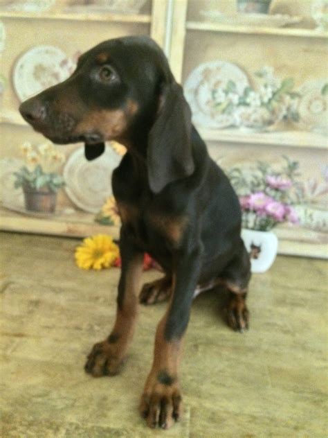 We pair doberman pinscher breeders with people like you! Doberman Pinscher Puppies For Sale | Sebring, FL #230063