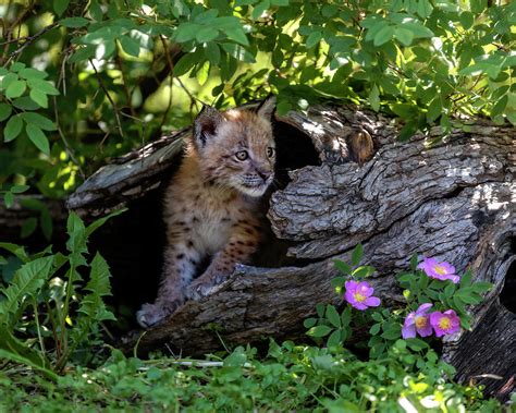 Siberian Lynx Kitten Photograph By Wes And Dotty Weber Fine Art America