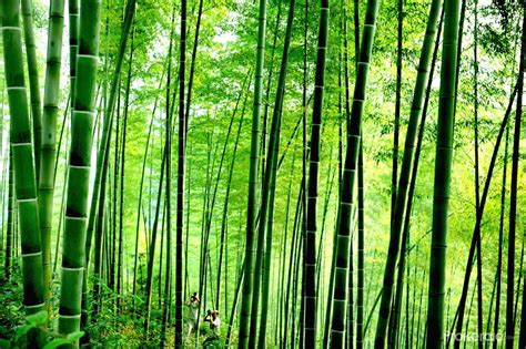 The Bamboo Forest In Houshan County East China Bamboo Forest