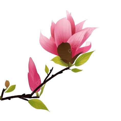 Magnolia Flower Hd Transparent Hand Painted Magnolia Flowers Magnolia