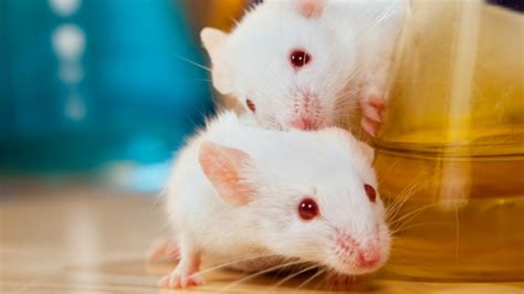 Montreal Spca Seeks Adoptive Families For 48 Cute Baby Mice Ctv News