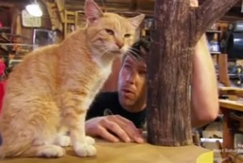Catsparella Must Love Cats Episode 2 Recap And Resource Guide