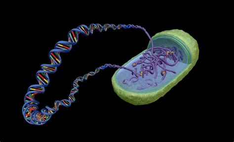 Four Ways To Teach Dna Structure With Visible Biology