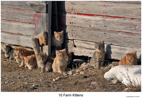 10 Farm Kittens By Hunter1828 On Deviantart