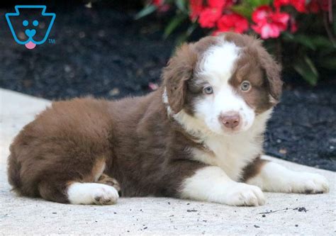 Their roots are thought to. Masher | Australian Shepherd - Mini Puppy For Sale ...