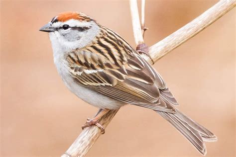 Discover The Most Popular Birds In North America Birds Bird Species