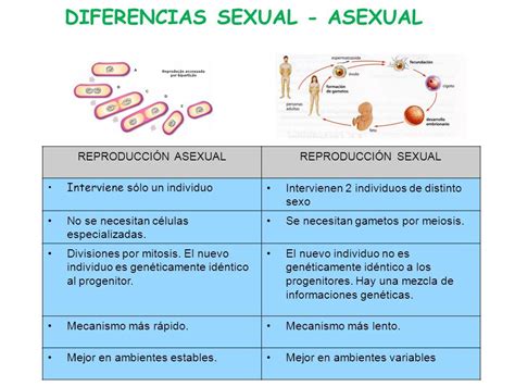 Cuadros Comparativos Sobre Reproducción Sexual Y Asexual Cuadros