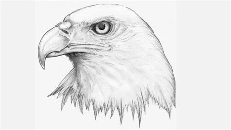 Sketsa Burung Garuda Beserta Makna Gambarnya