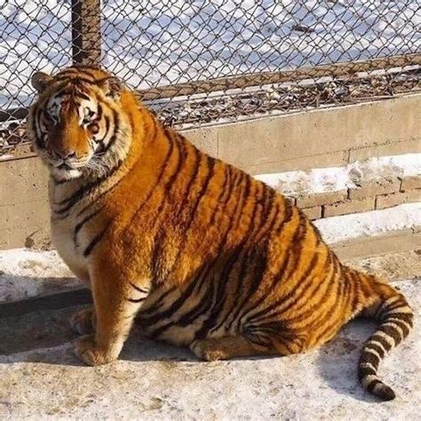 太りすぎ虎イメージ2 シベリアトラ 動物 虎