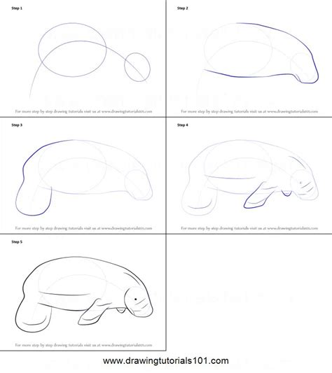 How To Draw A Manatee Easy At How To Draw