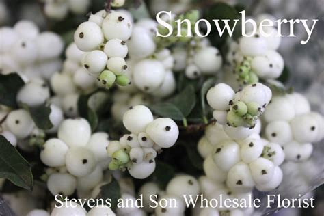 Berries Stevens And Son Wholesale Florist